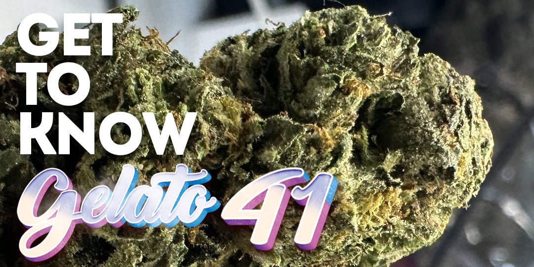Get to know your Budd: Gelato 41: A Scoop of Chill from Buddaflies