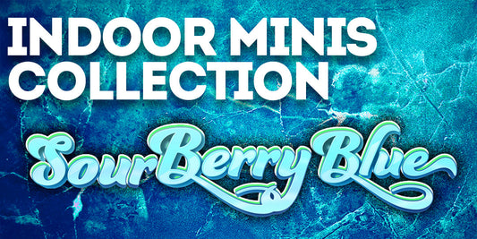 Indoor Minis Collection: Sour Berry Blue: Tart Berries with an Energetic Lift