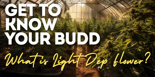 Get to Know Your Budd: What is Light Dep Flower?