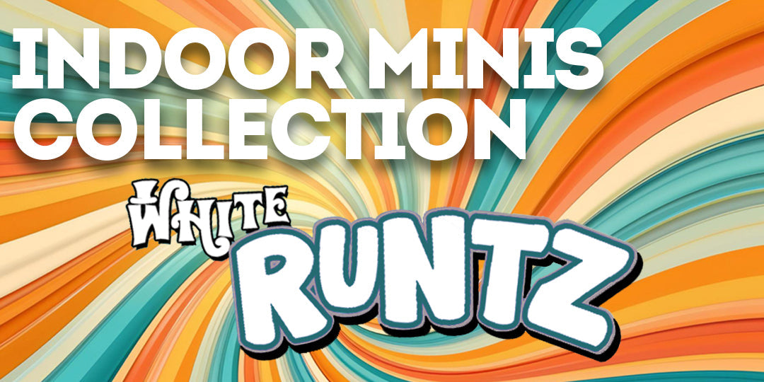 Indoor Mini Collection: White Runtz: Candy-Coated Fire with a Smooth Ride