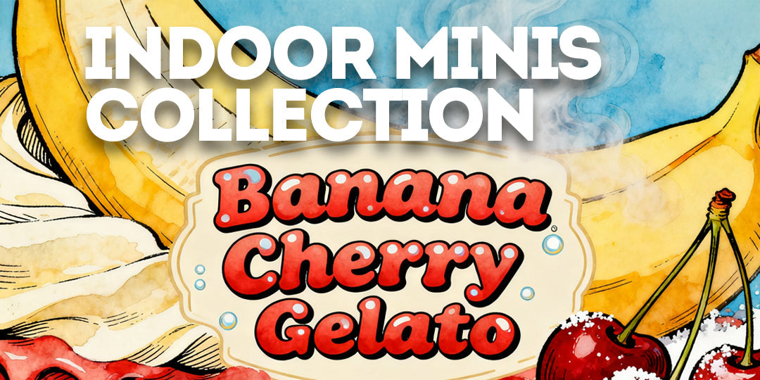 Banana Cherry Gelato strain illustration with bright banana and cherry imagery, watercolor-style background, and creamy dessert-inspired text.