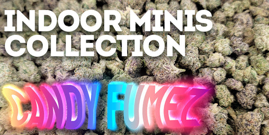 Indoor Minis Collection highlighting Candy Fumez cannabis buds, with vibrant neon logo text over a backdrop of dense, colorful flower.