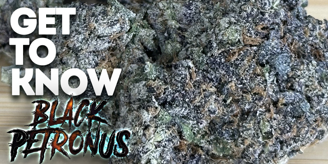 Get To Know Your Budd: Black Petronus: The Premium No-Till Indica Dominator