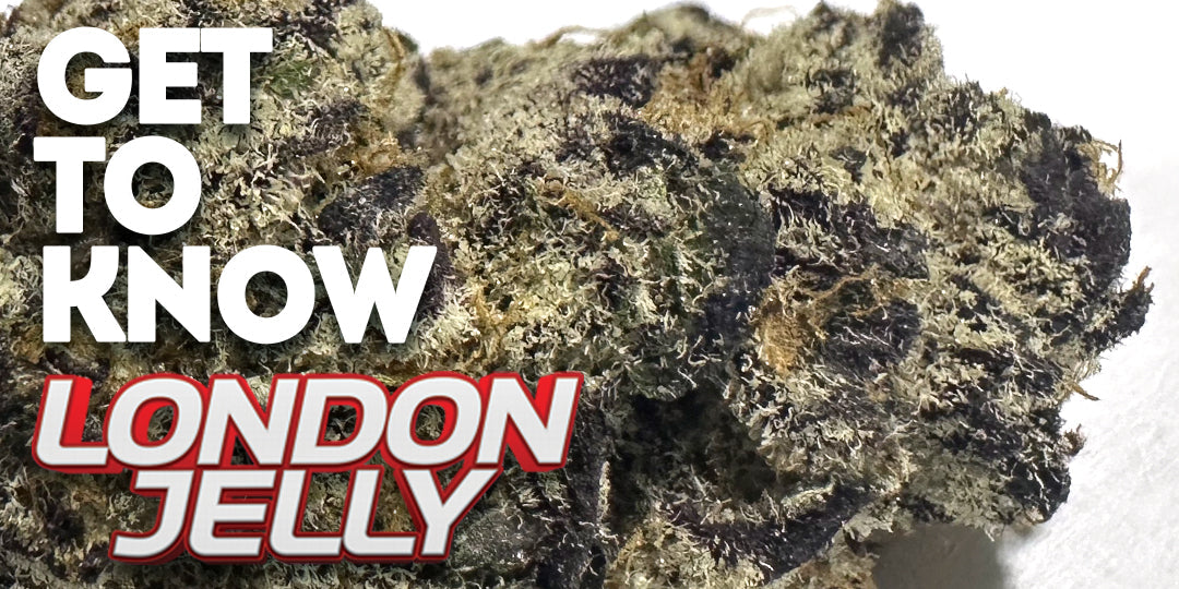 Get to know your budd: London Jelly: A Fruity Powerhouse with Elite Genetics