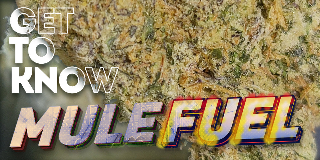 Get To Know Your Budd: Muel Fuel: An Intense Blend for Profound Relaxation