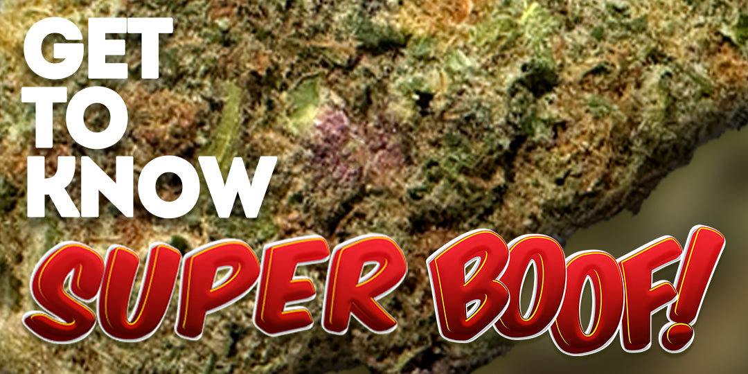 Get To Know Your Budd - Buddaflies' New Strain: Super Boof - The Ultimate Cannabis Strain by Buddaflies