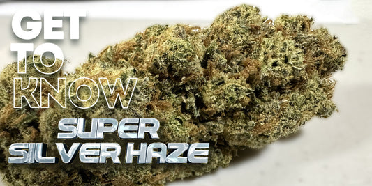 Get to know your Budd: Super Silver Haze: A Legendary Sativa with a Citrus Twist