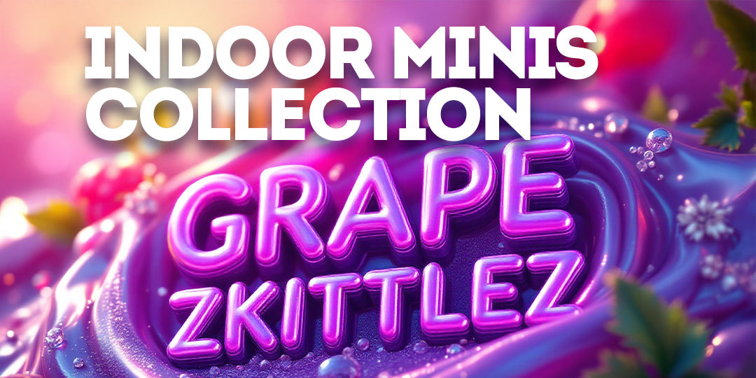 Indoor Minis Collection: Grape Zkittlez