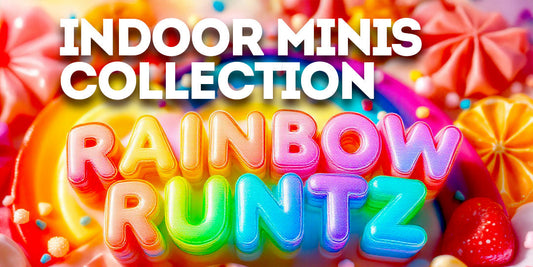 Indoor Minis Collection: Rainbow Runtz