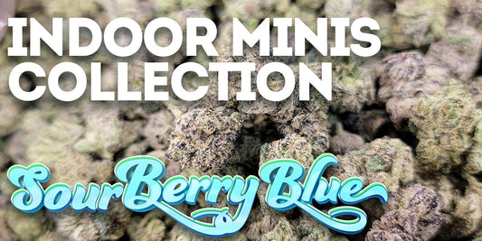 Indoor Minis Collection showcasing Sour Berry Blue cannabis buds, with a stylized logo text overlay on a close-up background of purple-tinged flower.