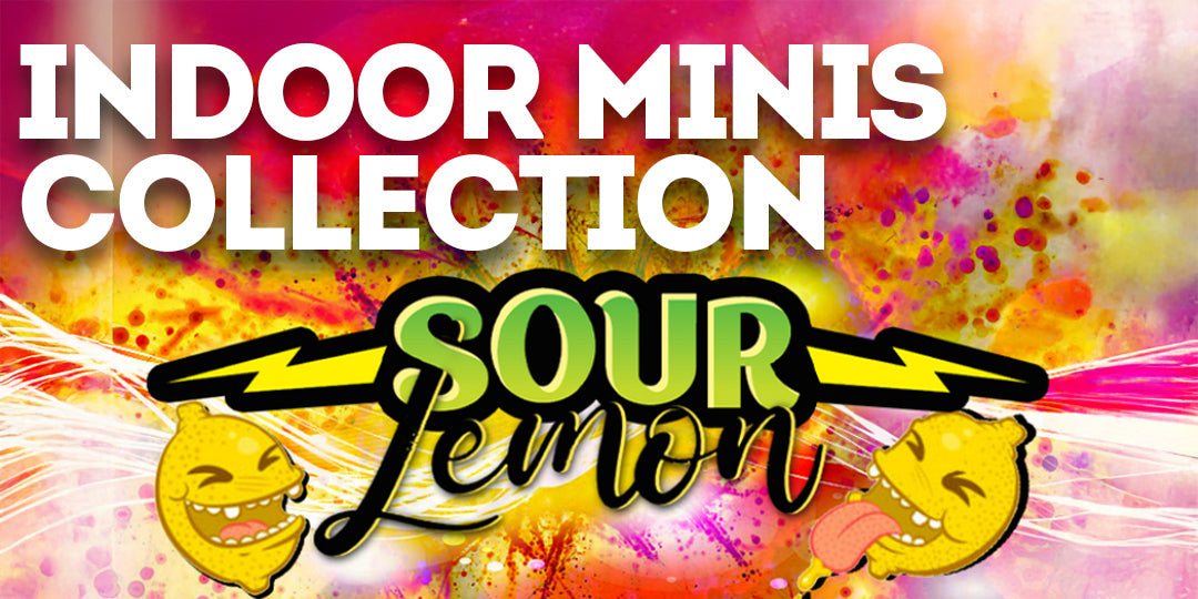 Indoor Minis Collection: 🍋 Sour Lemon