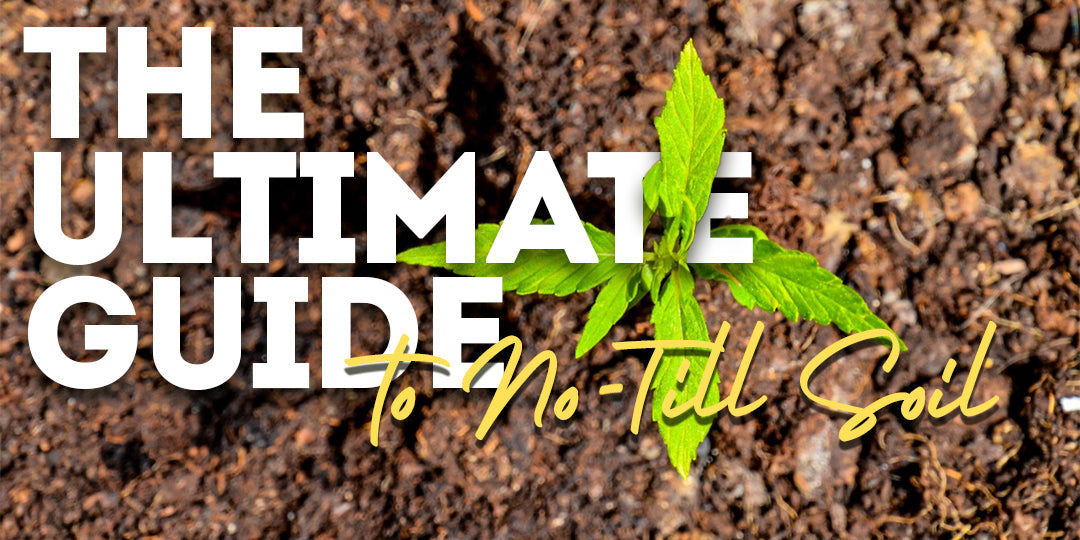 The Power of No-Till Soil: Revolutionizing Cannabis Cultivation